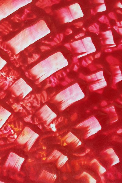 Detail from the painting Radiant Echoes