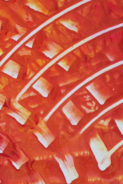 Pumpkin Rungs, a detail from the painting Radiant Echoes