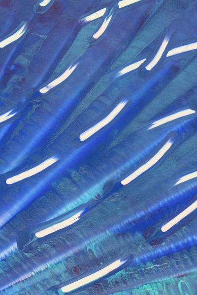 Comet Shower, a detail from the painting Dynamic Circles