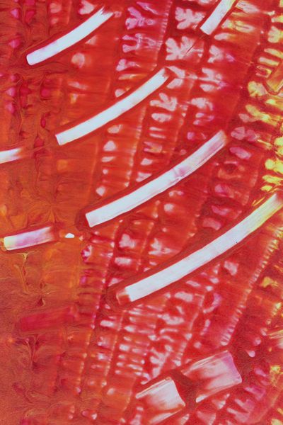 Cherry Dashes, a detail from the painting Fiery Bang!