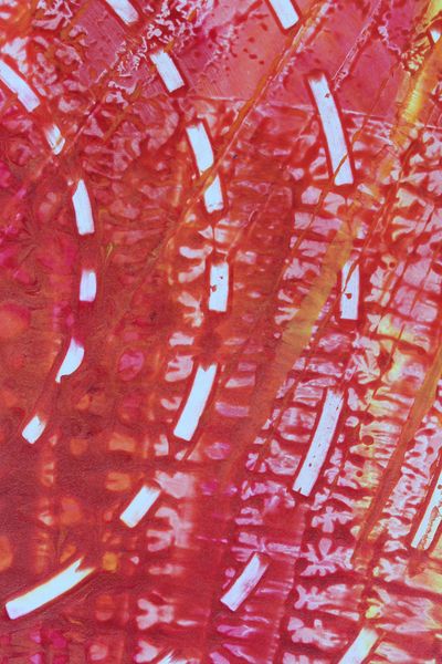 Salmon Run, a detail from the painting Fiery Bang!
