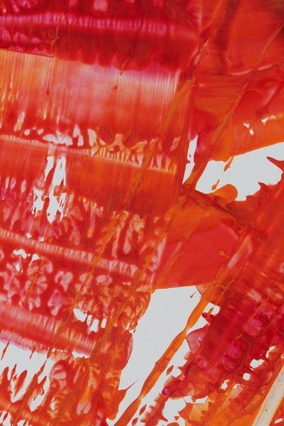 Torn Poppy, a detail from the painting Fiery Bang!