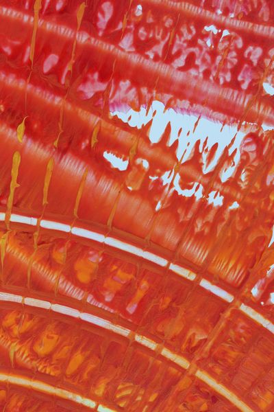 Vermilion Horizon, a detail from the painting Fiery Bang!